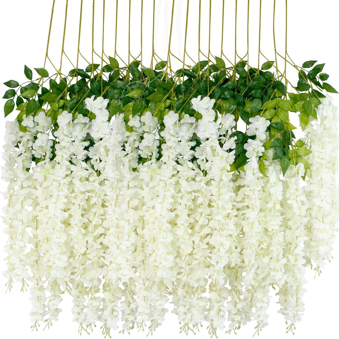 Wisteria Flowers